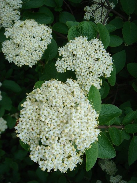 Viburnum lantana (2)